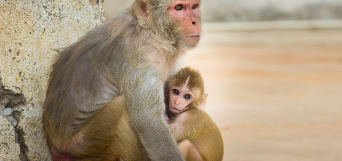 Female monkeys become more selective with friends as they get older