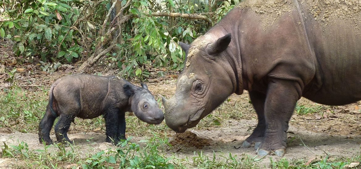 German researchers want to bring back the Sumatran rhino