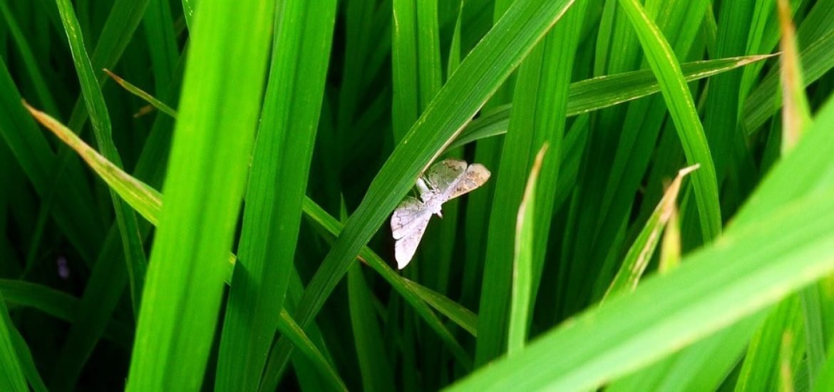 Genetically engineered plants capable of producing sex pheromones to fight plant pests