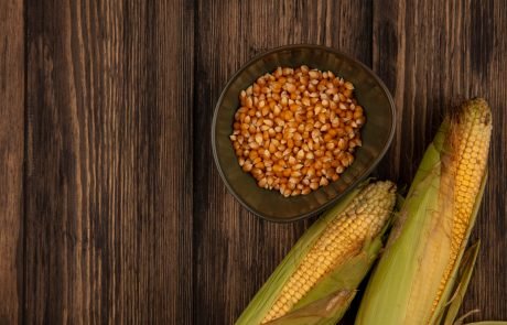 Semences de maïs et souveraineté alimentaire en Europe : entre innovation et durabilité