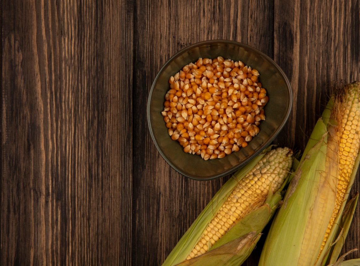 Semences de maïs et souveraineté alimentaire en Europe : entre innovation et durabilité