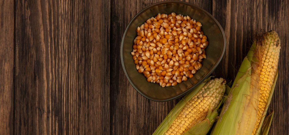 Semences de maïs et souveraineté alimentaire en Europe : entre innovation et durabilité