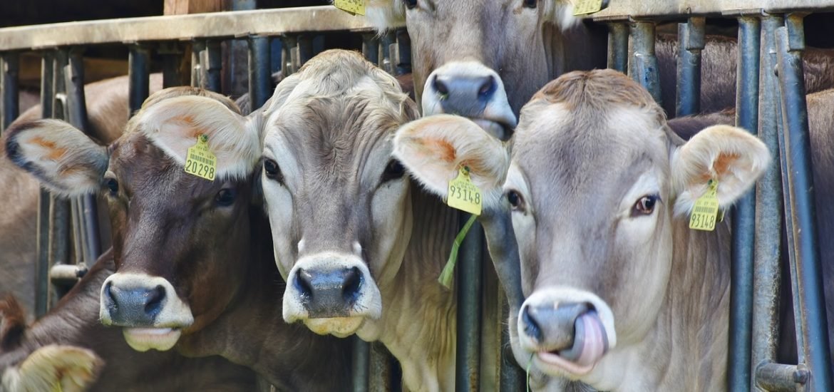 Farming affects biodiversity