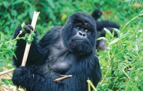 Lives of tropical animals followed with 2 million photos