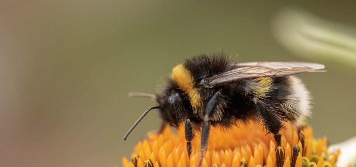 Humans change how bees communicate with each other