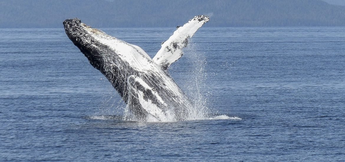 Classical piece highlights the plight of the Humpback Whale