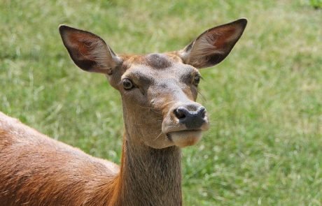 Female red deer get less sociable as they get old