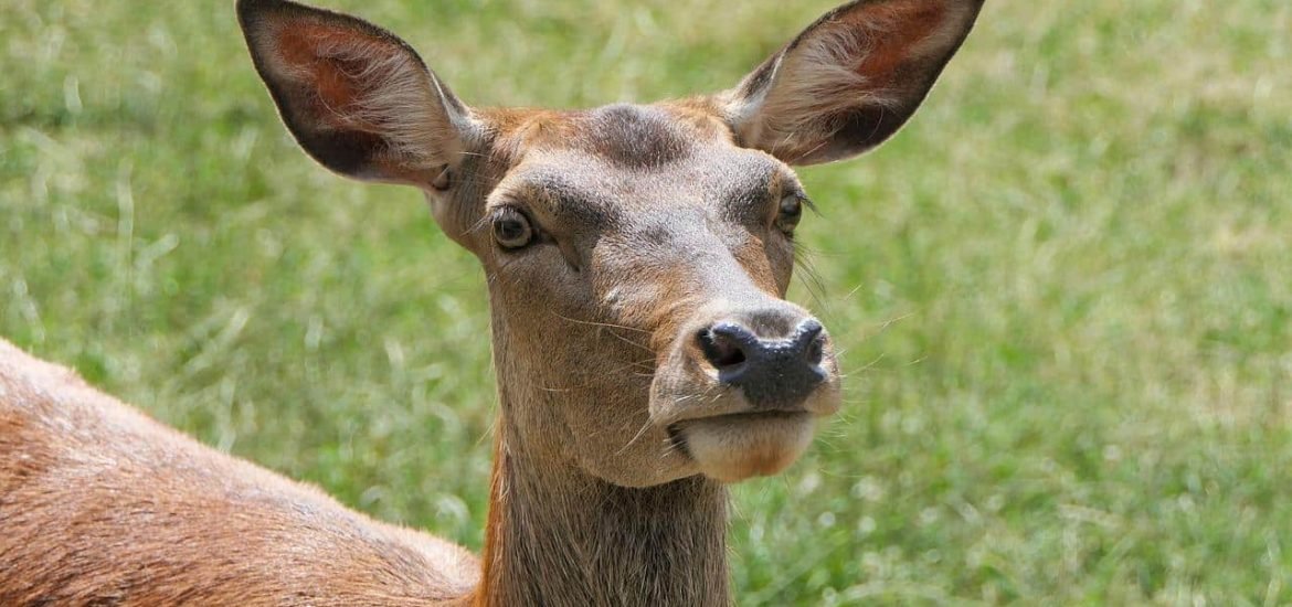 Female red deer get less sociable as they get old