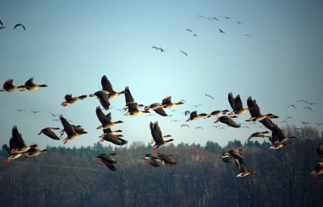 Migratory birds need periods of rest during migration to boost their immune system