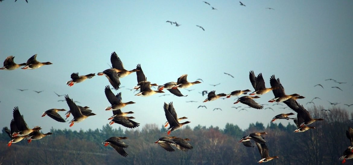 Migratory birds need periods of rest during migration to boost their immune system
