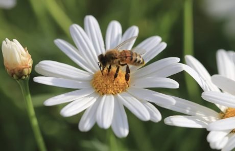 Domestic gardens are vital for bees and other pollinators