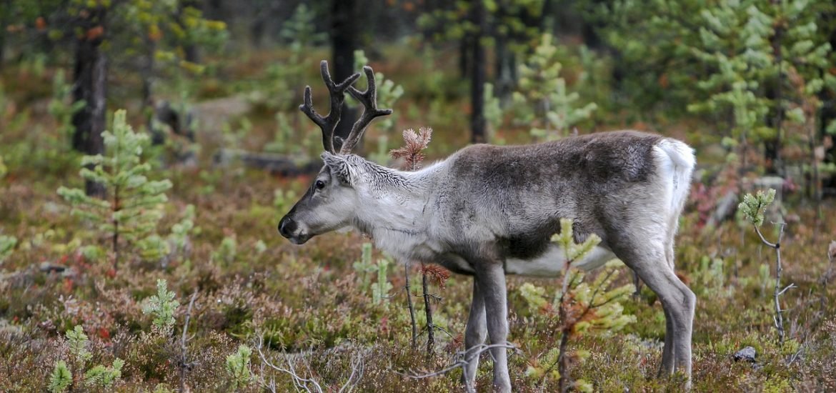 Reindeer grazing land in Northern Europe under pressure