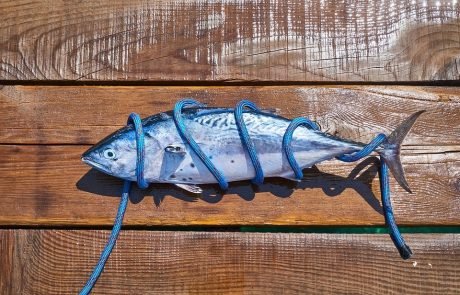 Researchers tag bluefin tuna in UK waters using acoustic tags
