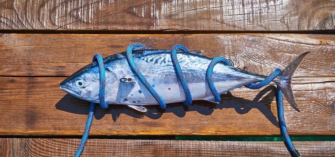 Researchers tag bluefin tuna in UK waters using acoustic tags