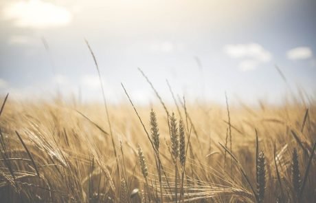 Relocating farmland to reduce carbon emissions and protect biodiversity