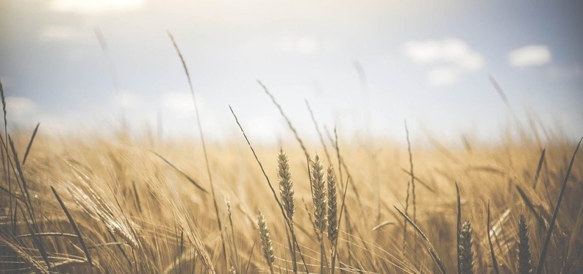 Relocating farmland to reduce carbon emissions and protect biodiversity