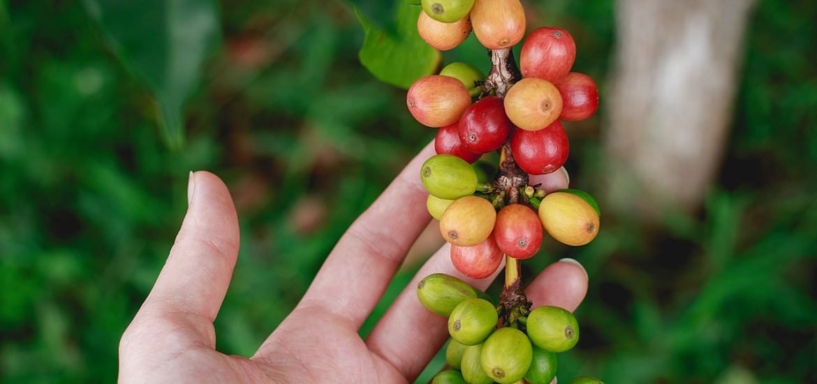 Is your cup of coffee bird-friendly?
