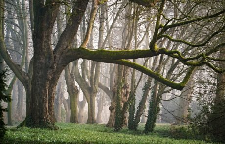 New phone app to measure forest health