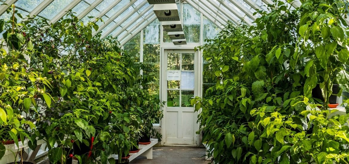 Project to understand the dynamics of photosynthesis and improve indoor agriculture