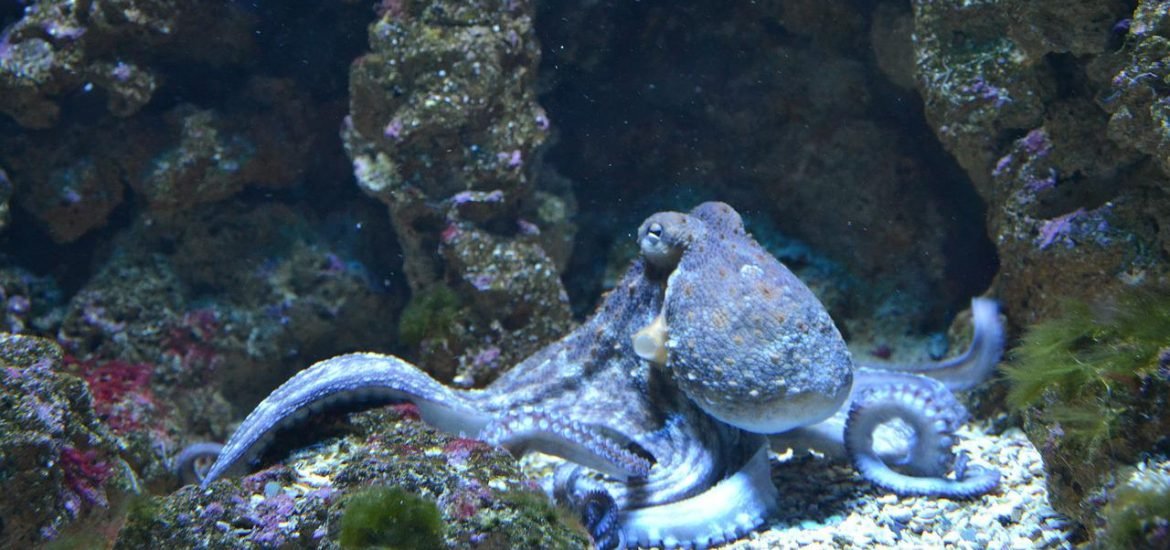 Italian researchers a step closer to understanding cognitive abilities of the octopus