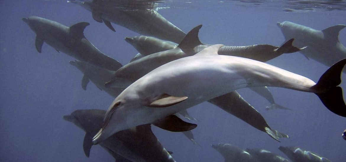 Accidental capture of dolphins from fishing practices is unsustainable