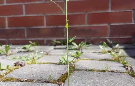 Filtrage environnemental chez les plantes: l’Arabette des dames révèle ses secrets