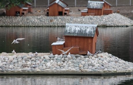 Young birds learn migratory routes from their fathers