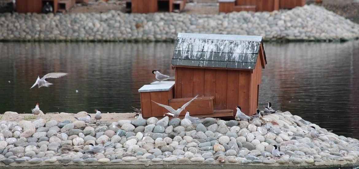 Young birds learn migratory routes from their fathers