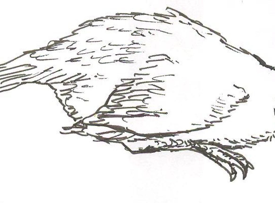 Combating Newcastle Disease: Protecting the Future of Poultry Farming