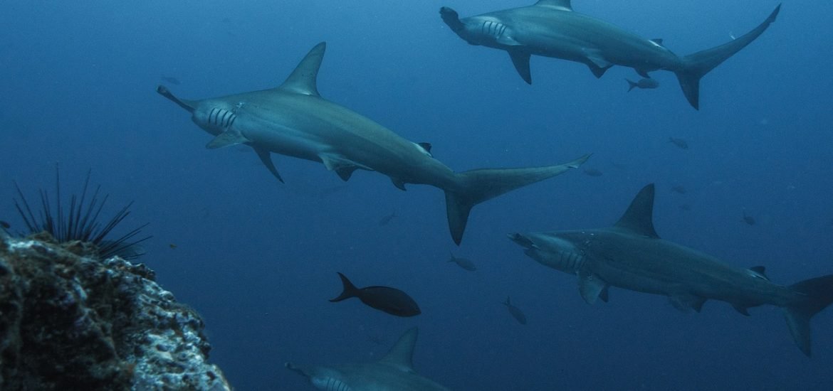 New shark nursery discovered by Portuguese researchers in Cape Verde