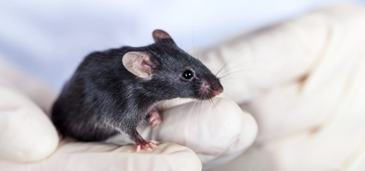 Refined CRISPR gene editing technology prevents hearing loss in mice