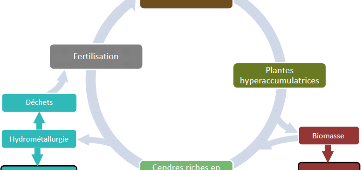 L’agromine : dépollution des terres et extraction minières par les plantes