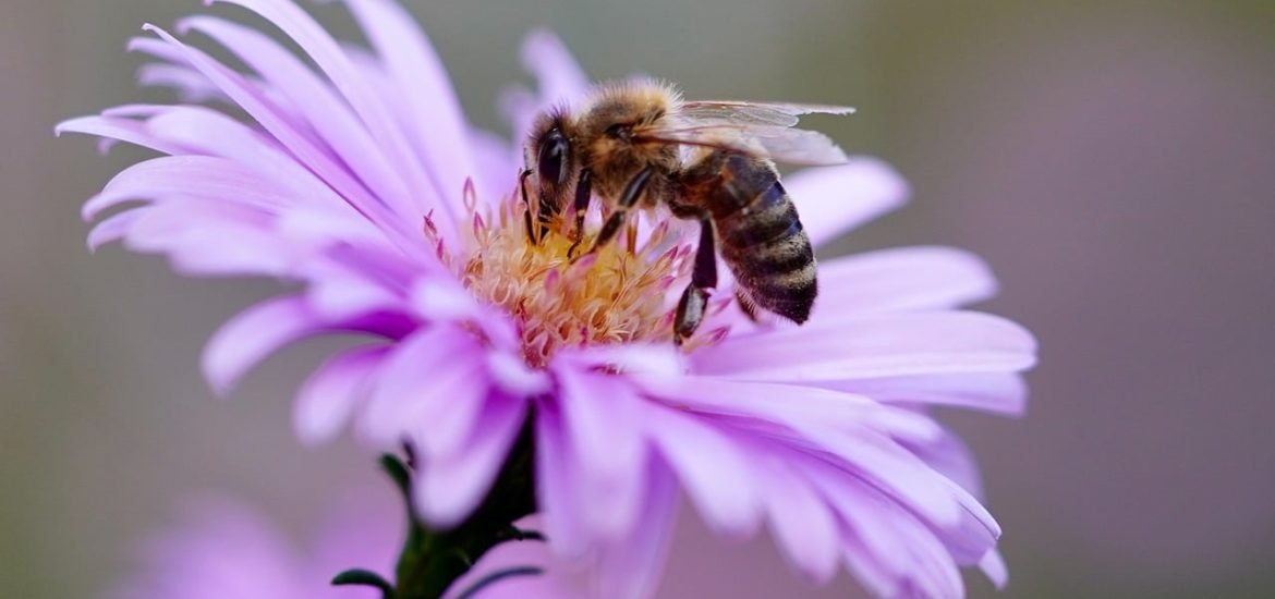 3D microscopic structures in petals to attract bees