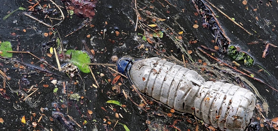 River litter serves as a home for many insects