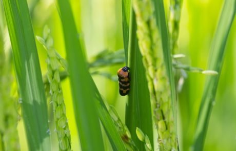 Novel “gene therapy for crops” or potential bioweapon?