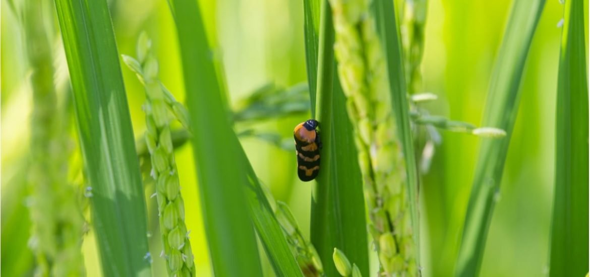 Novel “gene therapy for crops” or potential bioweapon?