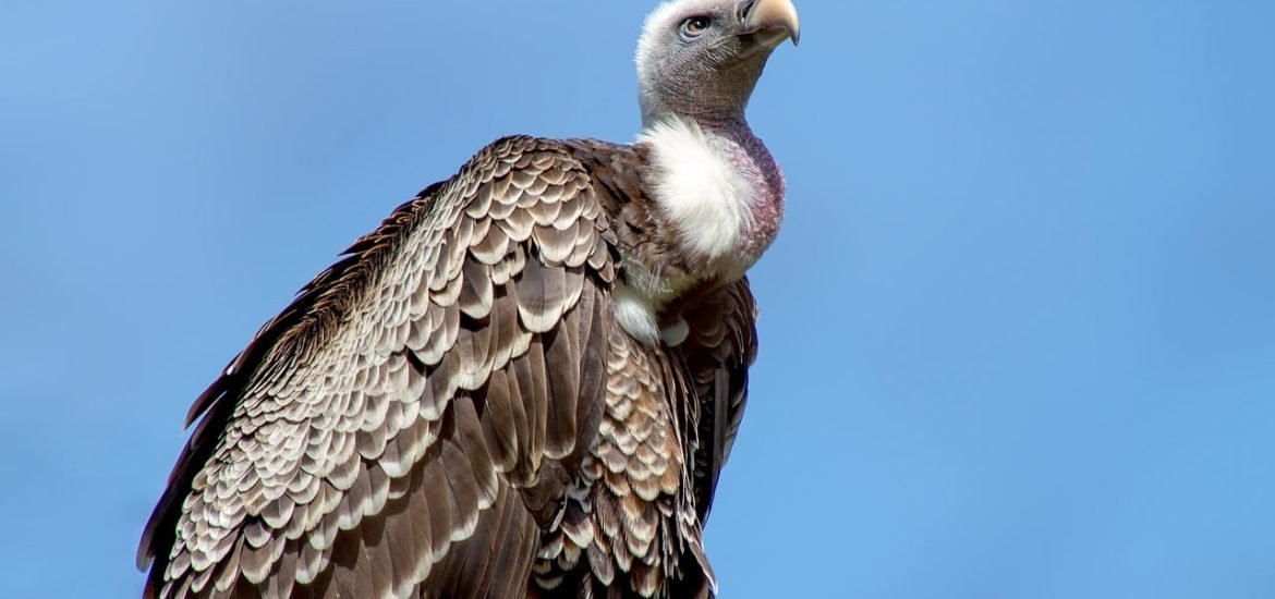 Mia, the first bionic bird