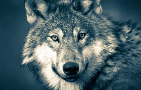 Communities need support to co-exist with wolves