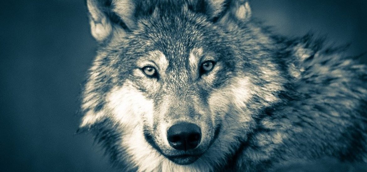 Communities need support to co-exist with wolves