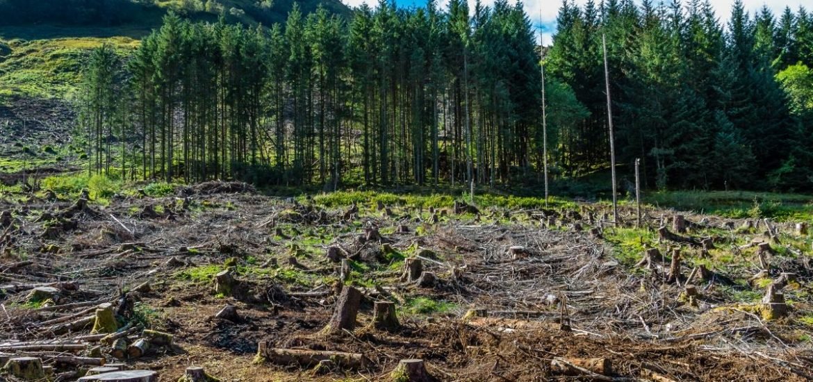 Proposed EU biodiversity strategy to restore nature ‘lacks tools’