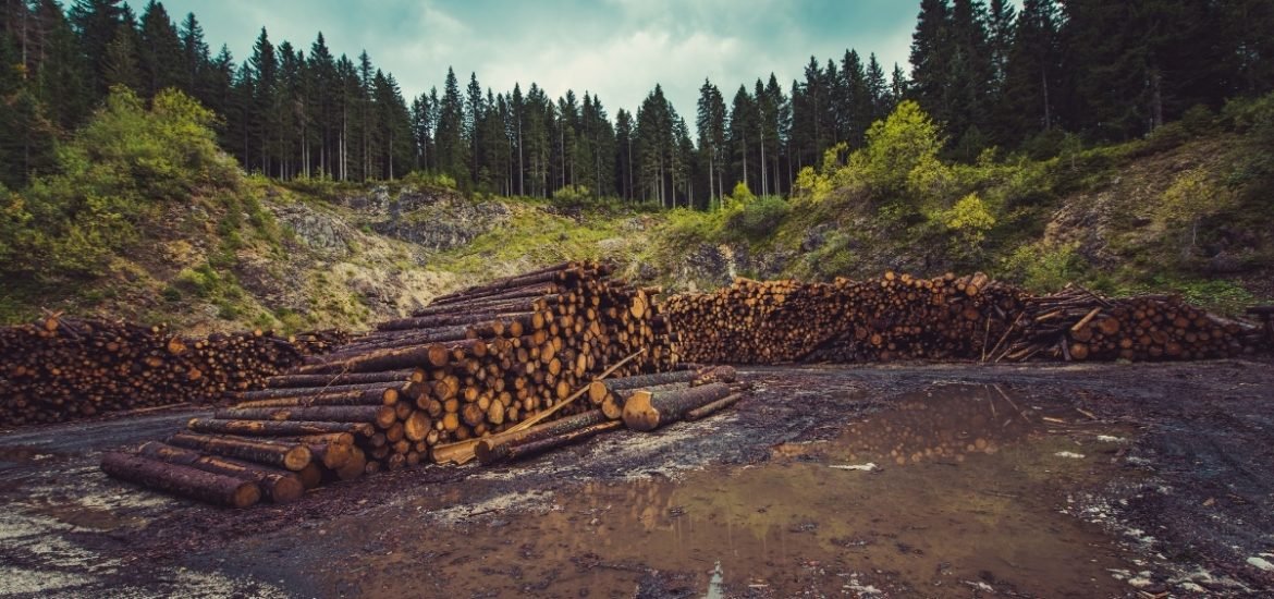 “A critical flaw” in EU climate policy: renewable energy directive poised to promote global deforestation