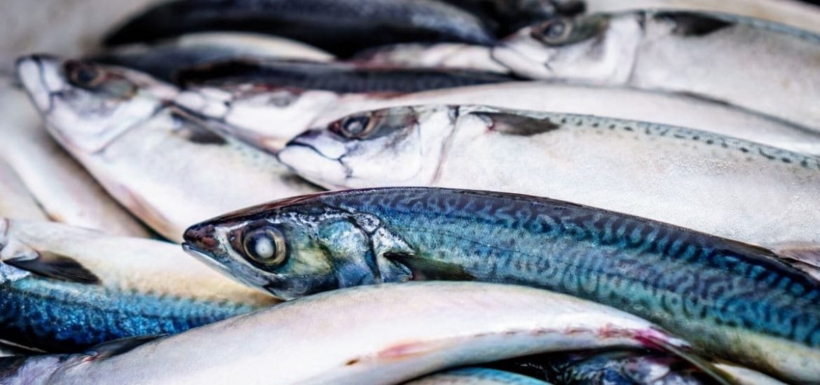 New EU fishing quotas continue to promote overfishing