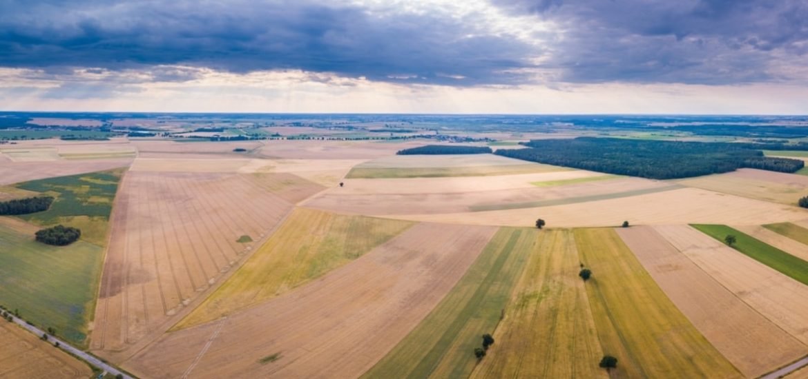 How to meet Europe’s reforestation targets