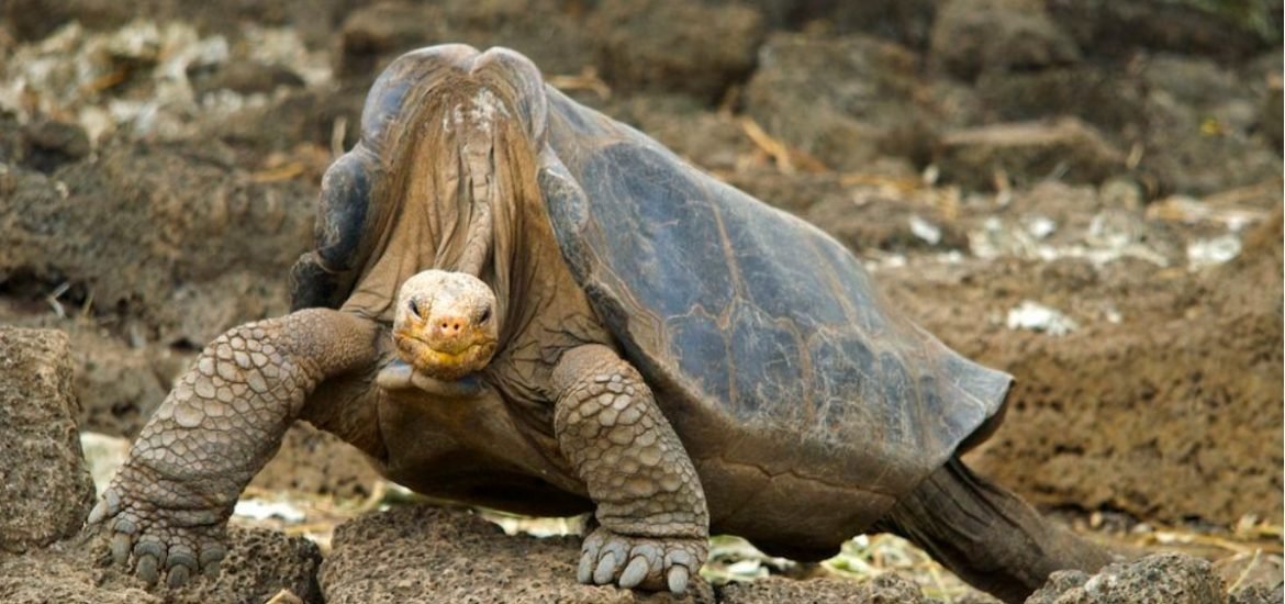 Genome of Lonesome George hints at why giant tortoises can live for so long