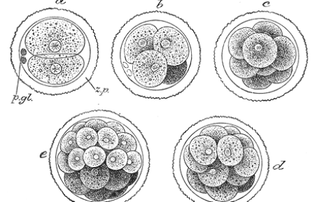 « Toutes les formes vivantes adviennent par l’exercice de forces physiques. » Vincent Fleury (Entretien)
