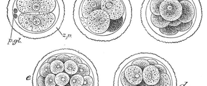 « Toutes les formes vivantes adviennent par l’exercice de forces physiques. » Vincent Fleury (Entretien)