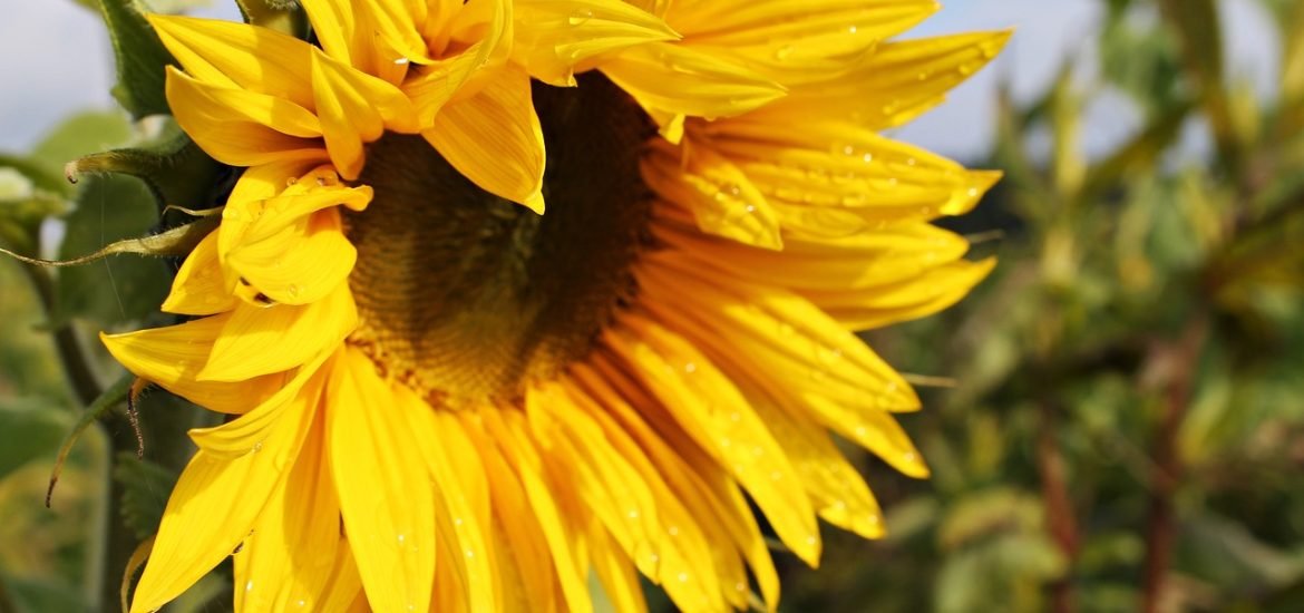 Researchers unveil why plants flower earlier as temperatures increase