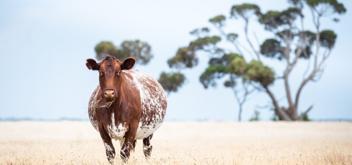 Red algae added to cow’s manure can reduce methane production