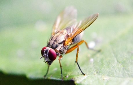 One, two, three, four…. Fruit flies can count!