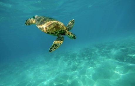 Sea turtles have been going to the same seagrass meadows to feed for thousands of years